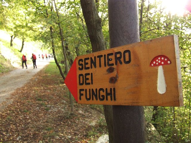 Sentiero funghi (7)